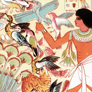 மனிதர்களும் பறவைகளும்